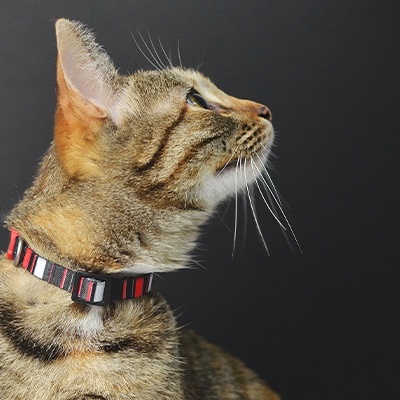 Gato tigrado com colar colorido em fundo preto