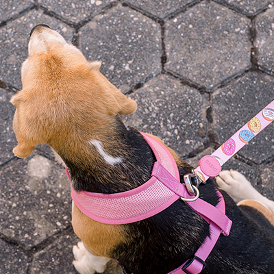 Cão com coleira e trela rosa com padrão colorido sobre pavimento hexagonal cinzento