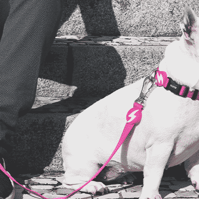 Cão branco com trela e coleira rosa sentado em degraus de pedra ao lado de pessoa com calças e sapatos pretos