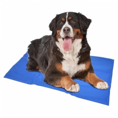 Cão de raça grande deitado sobre tapete azul