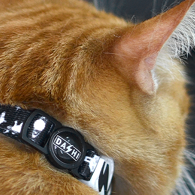 Gato castanho laranja com coleira preta e branca com etiqueta DA 4 HI