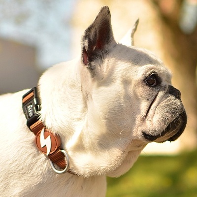 Buldogue francês branco com colar de couro castanho ao ar livre