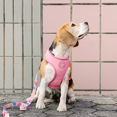 Cão com peitoral cor-de-rosa e trela colorida sentado em pavimento cinzento com parede de azulejos rosa e bege ao fundo