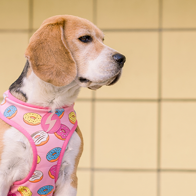 Beagle com arnês rosa de donuts sentado diante de parede de azulejos amarelos