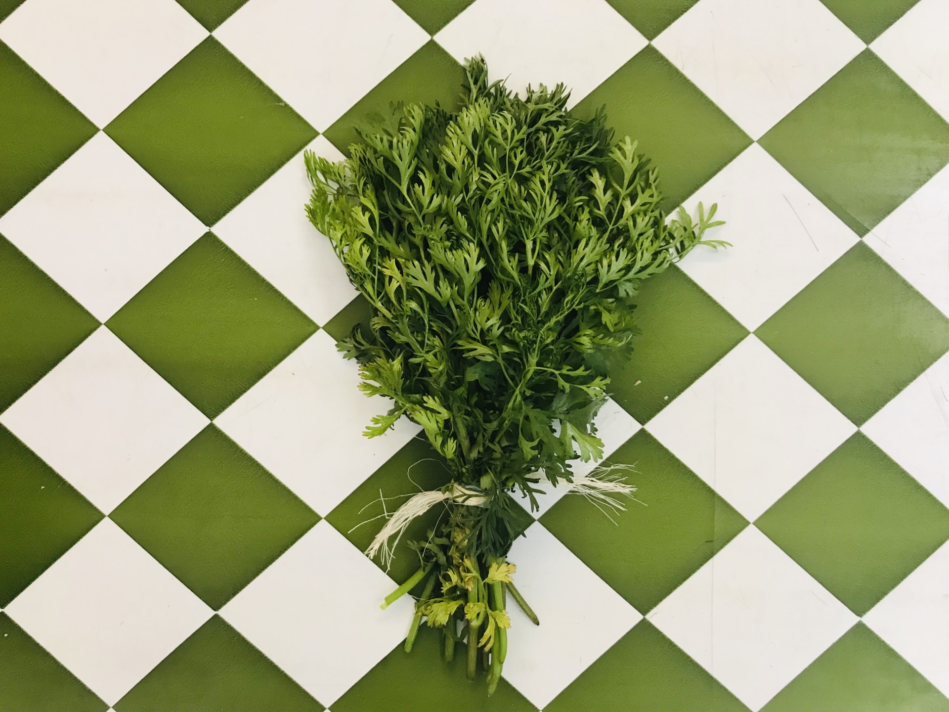 Coentros Ramo de folhas verdes sobre azulejos brancos e verdes em padrão xadrez