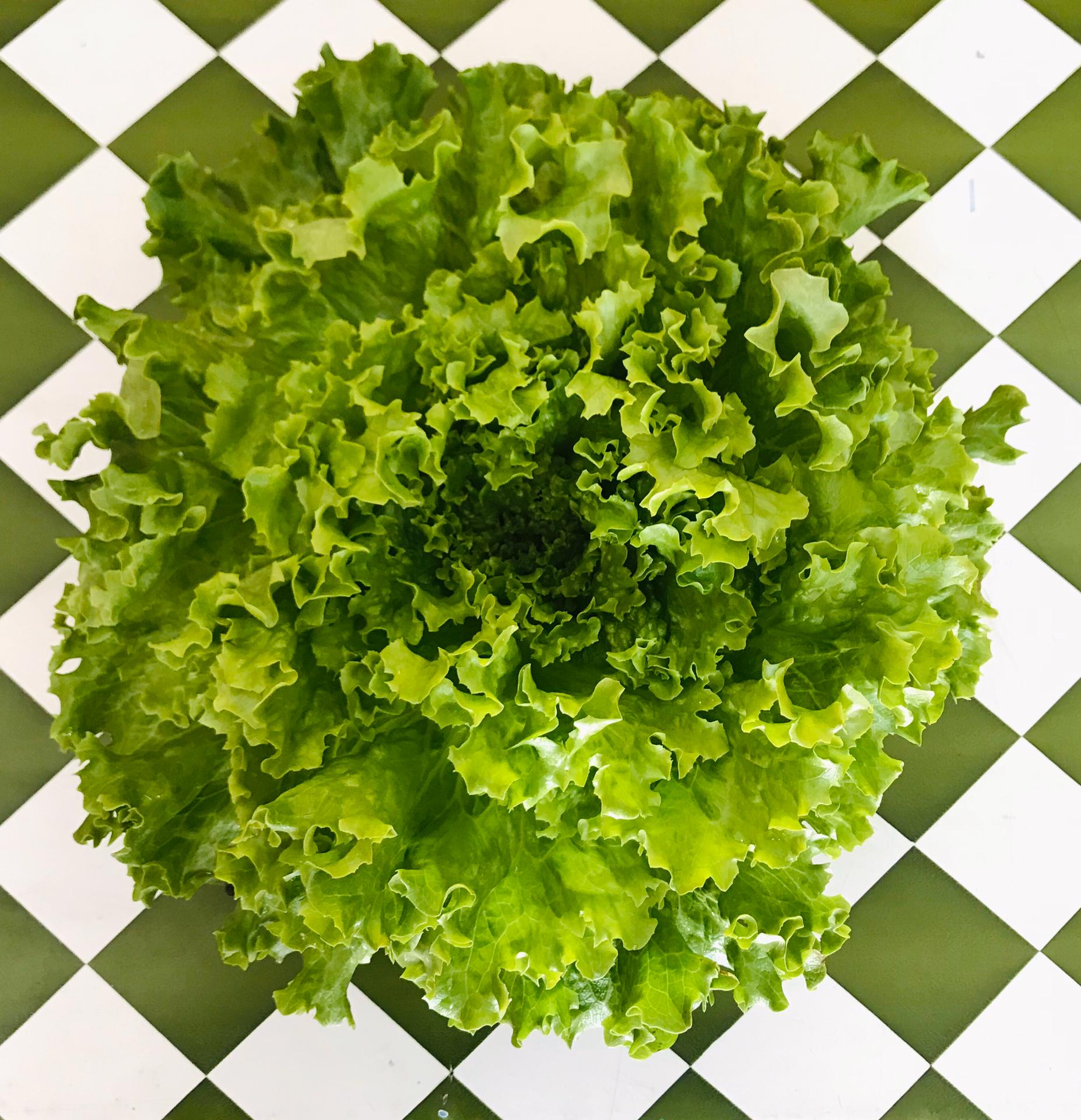 Alface da horta do Ti Xico (unidade) Alface verde sobre fundo quadriculado branco e verde