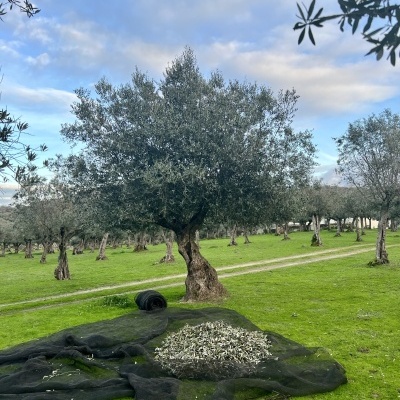 Oliveira robusta numa plantação verde com azeitonas sobre rede preta no chão sob céu nublado