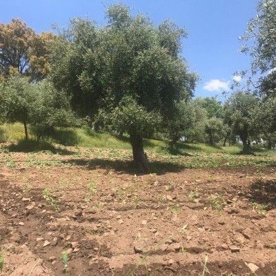 Terreno rural com oliveiras e céu azul