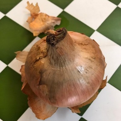 Cebola inteira com casca castanha clara sobre superfície quadriculada verde e branca