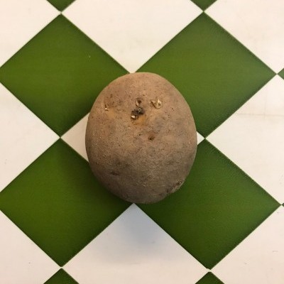 Batata castanha sobre padrão quadriculado verde e branco