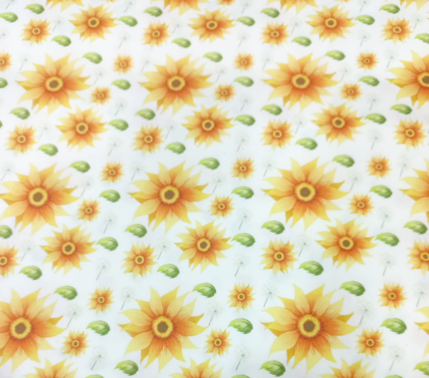 Girassol com flor de algodão Girassol com flor de algodão