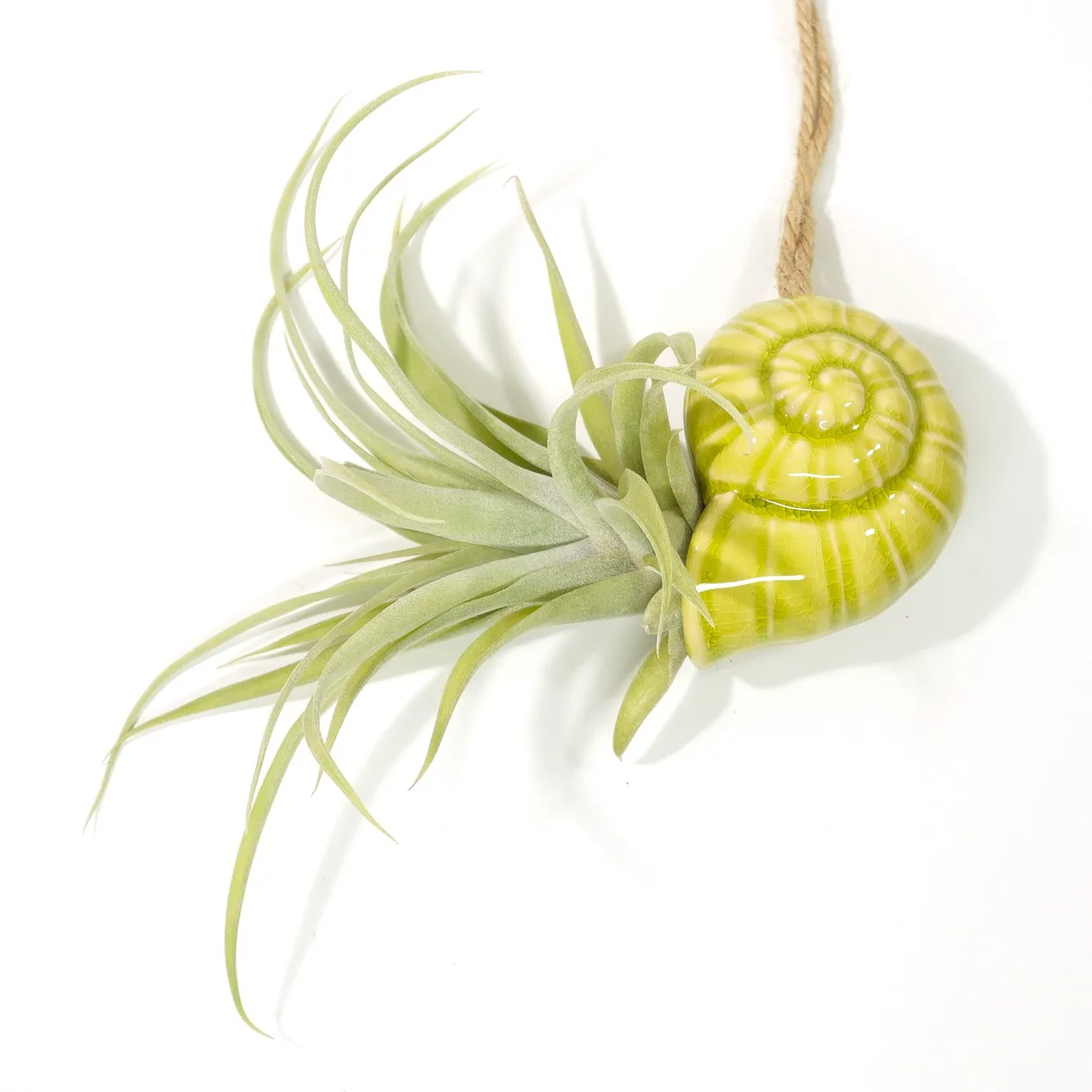 Capitata ‘Peach’ com suporte "caracol" (5 cores disponíveis) Planta aérea Tillandsia Capitata, com as suas folhas verde-acinzentadas e pontiagudas