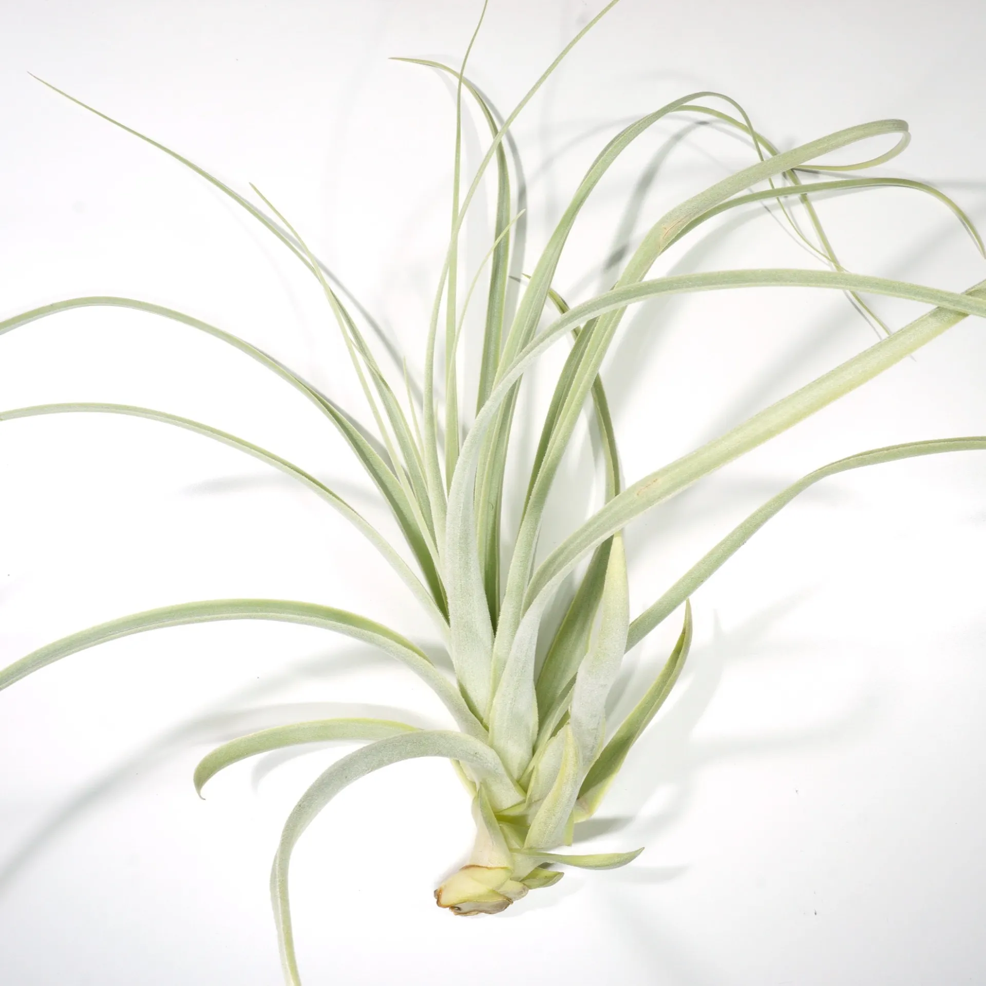 Straminea Detalhe em plano aproximado da planta aérea Tillandsia Straminea sobre fundo branco