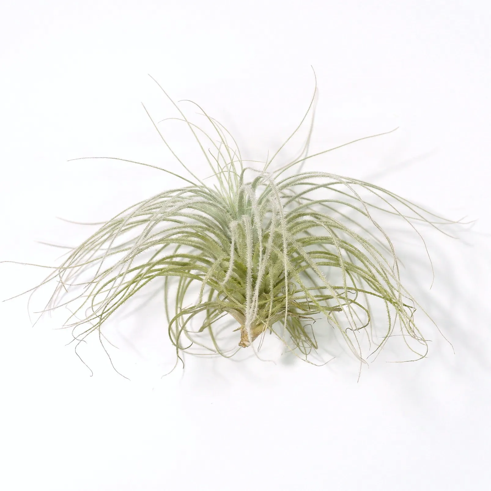 Tectorum Planta aérea Tillandsia Tectorum de perfil exibindo o seu aspeto muito denso, plumoso e exótico