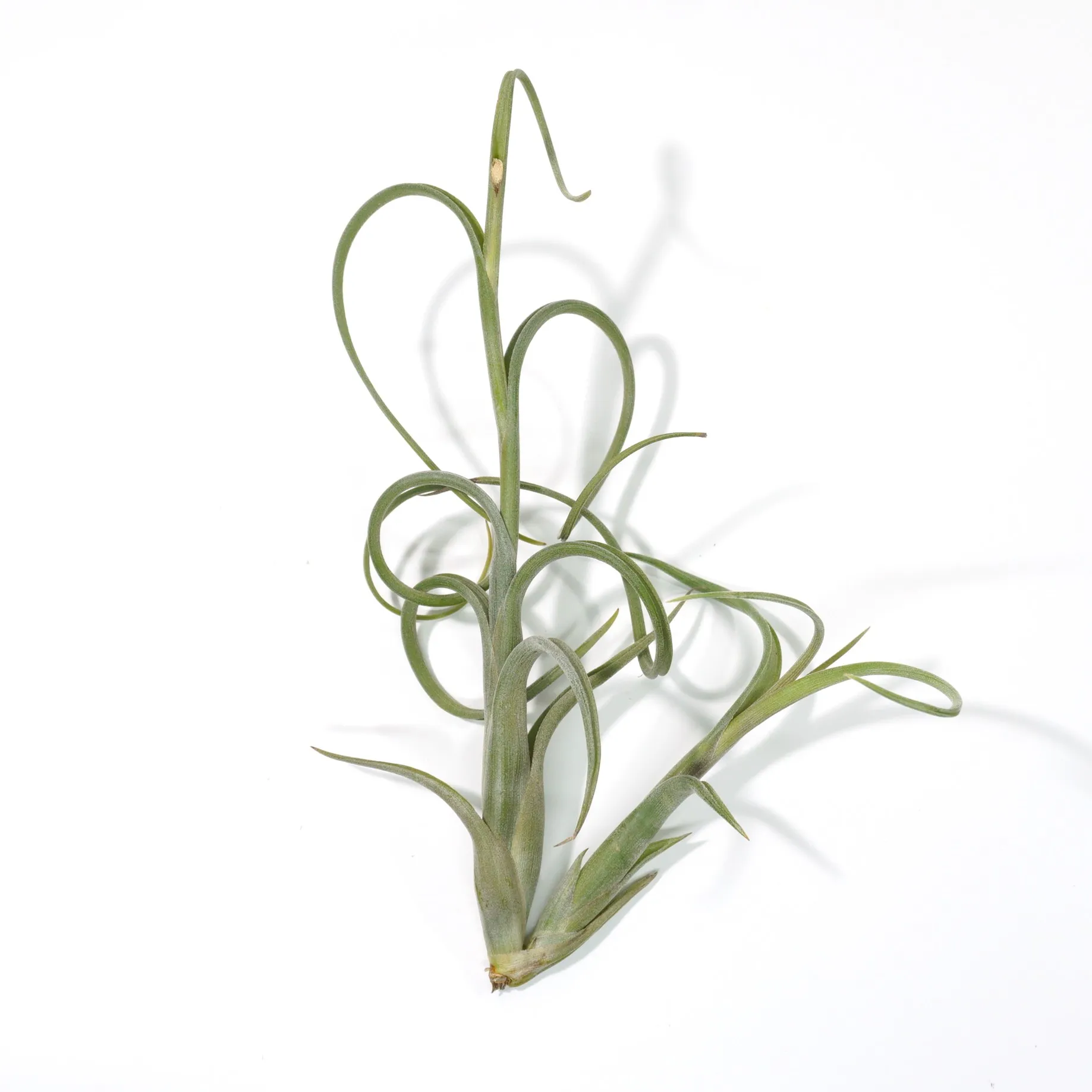 Intermedia peq. Detalhe em ângulo alternativo da planta aérea exótica Tillandsia Intermedia