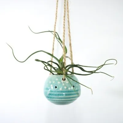 Bulbosa com suporte "peixe-balão" (5 cores disponíveis) Planta tillandsia bulbosa em suporte de cerâmica suspenso peixe-balão