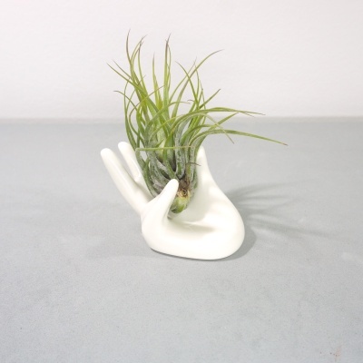 Mão branca em cerâmica a segurar planta Tillandsia verde