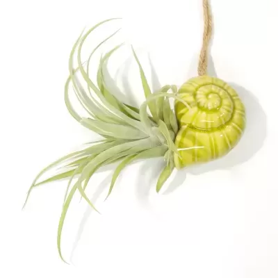 Planta aérea Tillandsia Capitata, com as suas folhas verde-acinzentadas e pontiagudas