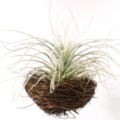 Planta aérea numa pequena cesta feita de ramos entrelaçados