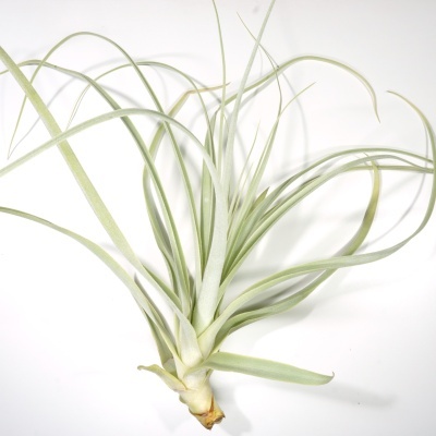 Planta Tillandsia com folhas longas e finas verdes com tons prateados