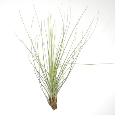 Planta aérea verde com folhas longas finas e rígidas, base mais larga e escura, fundo branco