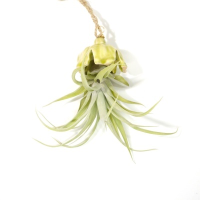 Planta pendurada com suporte de cerâmica verde e cordão de sisal