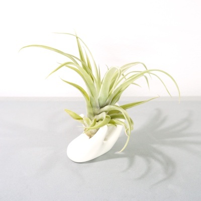 Planta Tillandsia em vaso cerâmico branco sobre superfície cinza