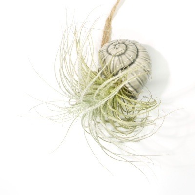 Planta Tillandsia com suporte cerâmico em forma de concha cinzenta pendente