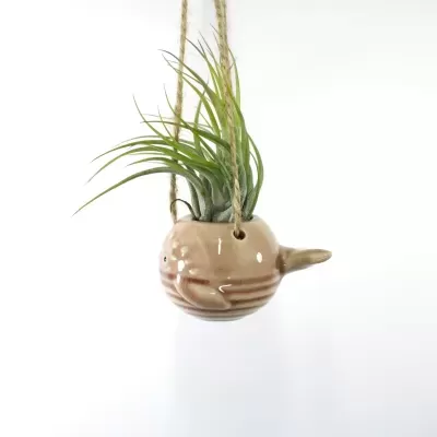 Planta aérea Tillandsia Scaposa acomodada num suporte de cerâmica bege em formato de peixe-balão