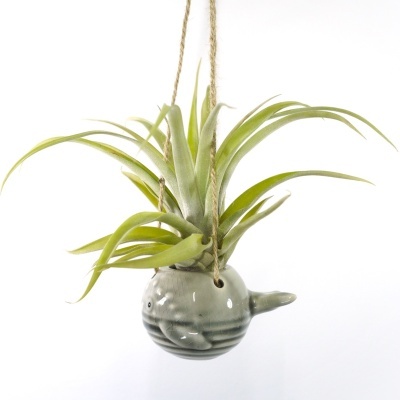 Vaso cerâmico pendente em forma de baleia com planta verde