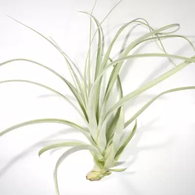Detalhe em plano aproximado da planta aérea Tillandsia Straminea sobre fundo branco