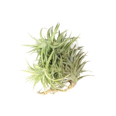 Planta Tillandsia verde com folhas finas e raízes secas