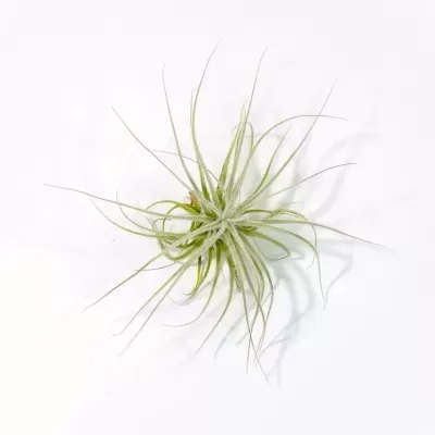 Vista superior de uma pequena Tillandsia Tectorum sobre fundo branco destacando o crescimento radial