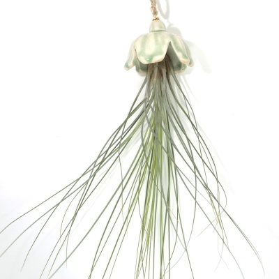 Planta aérea pendurada em suporte cerâmico verde claro