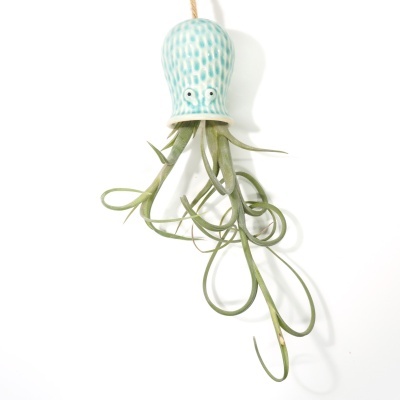 Vaso suspenso em cerâmica azul com planta aérea verde