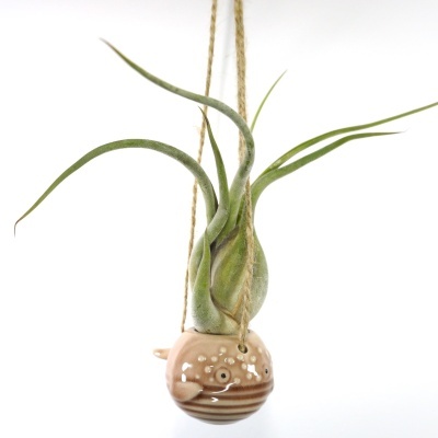 Vaso suspenso em cerâmica castanha com planta verde e corda natural