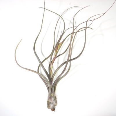 Planta Tillandsia com folhas longas e curvas em fundo branco