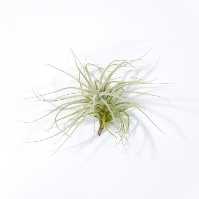 Planta Tillandsia com folhas esverdeadas finas e longas sobre fundo branco