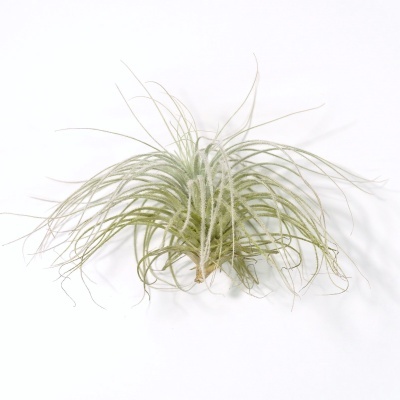 Planta Tillandsia com folhas verdes finas e curvadas