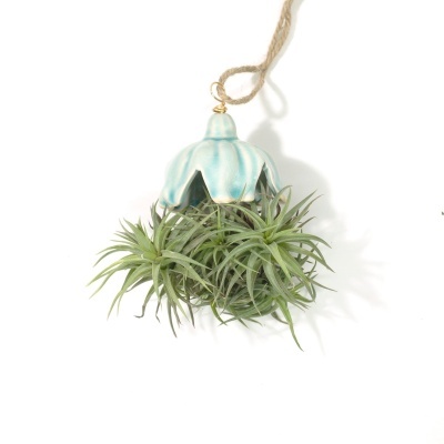 Suspensão decorativa com planta Tillandsia em suporte cerâmico azul claro e corda para pendurar