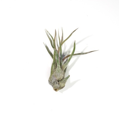Planta Tillandsia verde com folhas estreitas e textura aveludada
