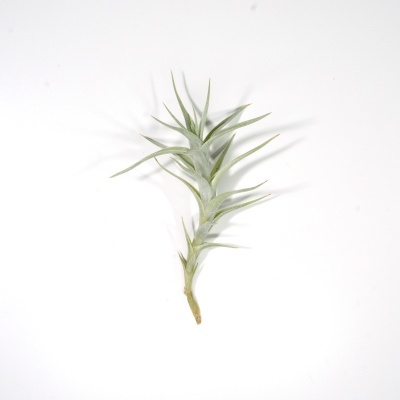 Planta Tillandsia verde claro com folhas finas em fundo branco