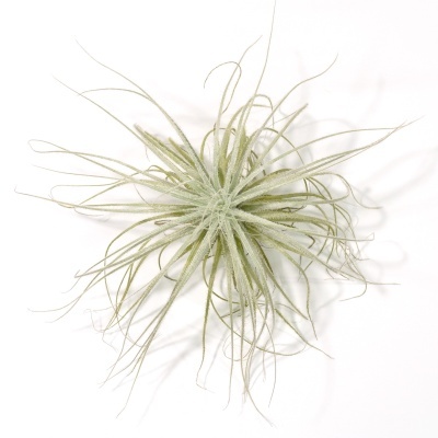 Planta Tillandsia verde-claro com folhas finas e enroladas sobre fundo branco