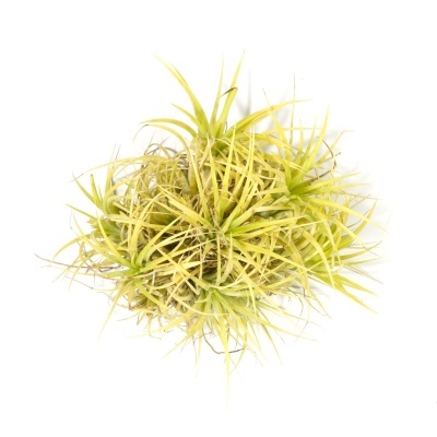 Planta Tillandsia verde e amarela sobre fundo branco