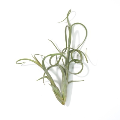 Planta Tillandsia curvada com folhas verdes enroladas sobre fundo branco