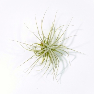 Planta Tillandsia com folhas finas verdes sobre fundo branco
