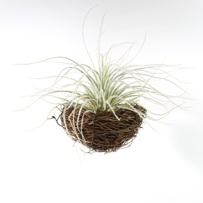 Planta aérea em suporte de ramos entrelaçados suspenso