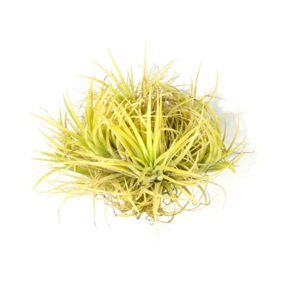 Planta Tillandsia amarela e verde com folhas longas finas sobre fundo branco