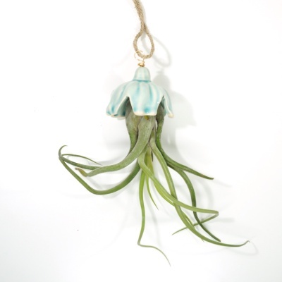 Planta aérea pendurada numa estrutura decorativa azul clara com fundo branco