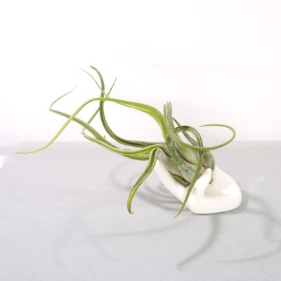 Planta Tillandsia em vaso cerâmico branco de mão